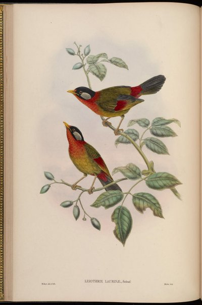 Leiothrix laurinae = Leiothrix argentauris laurinae - John Gould